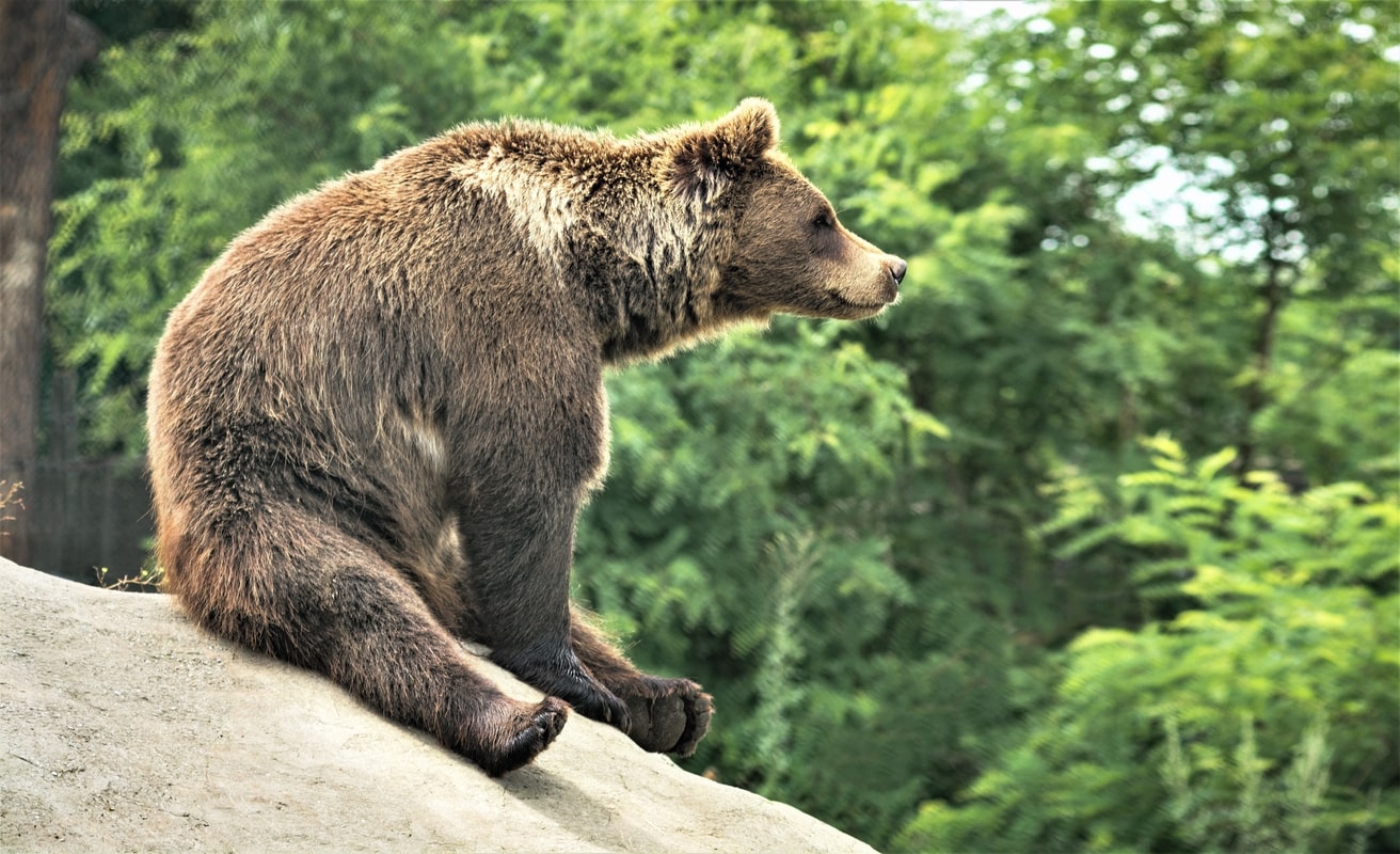 What’s a Bear Market? 